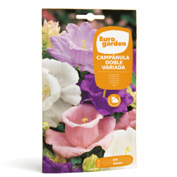 Σπόροι Καμπανούλας