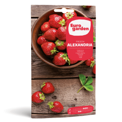 Σπόροι Φράουλας