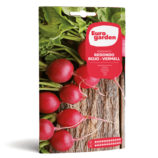 Σπόροι Ραπανακίου